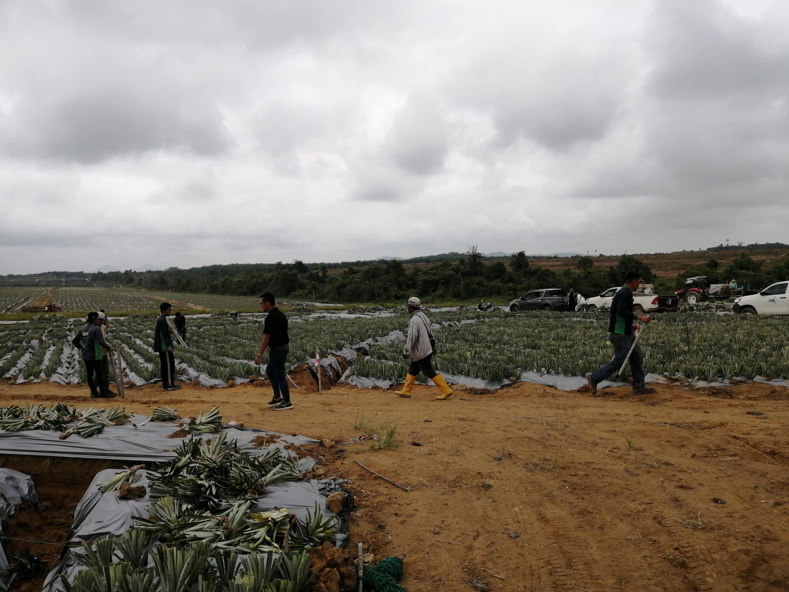 Ladang Nenas MD2, Muadzam Shah, Rompin, Pahang Darul Makmur