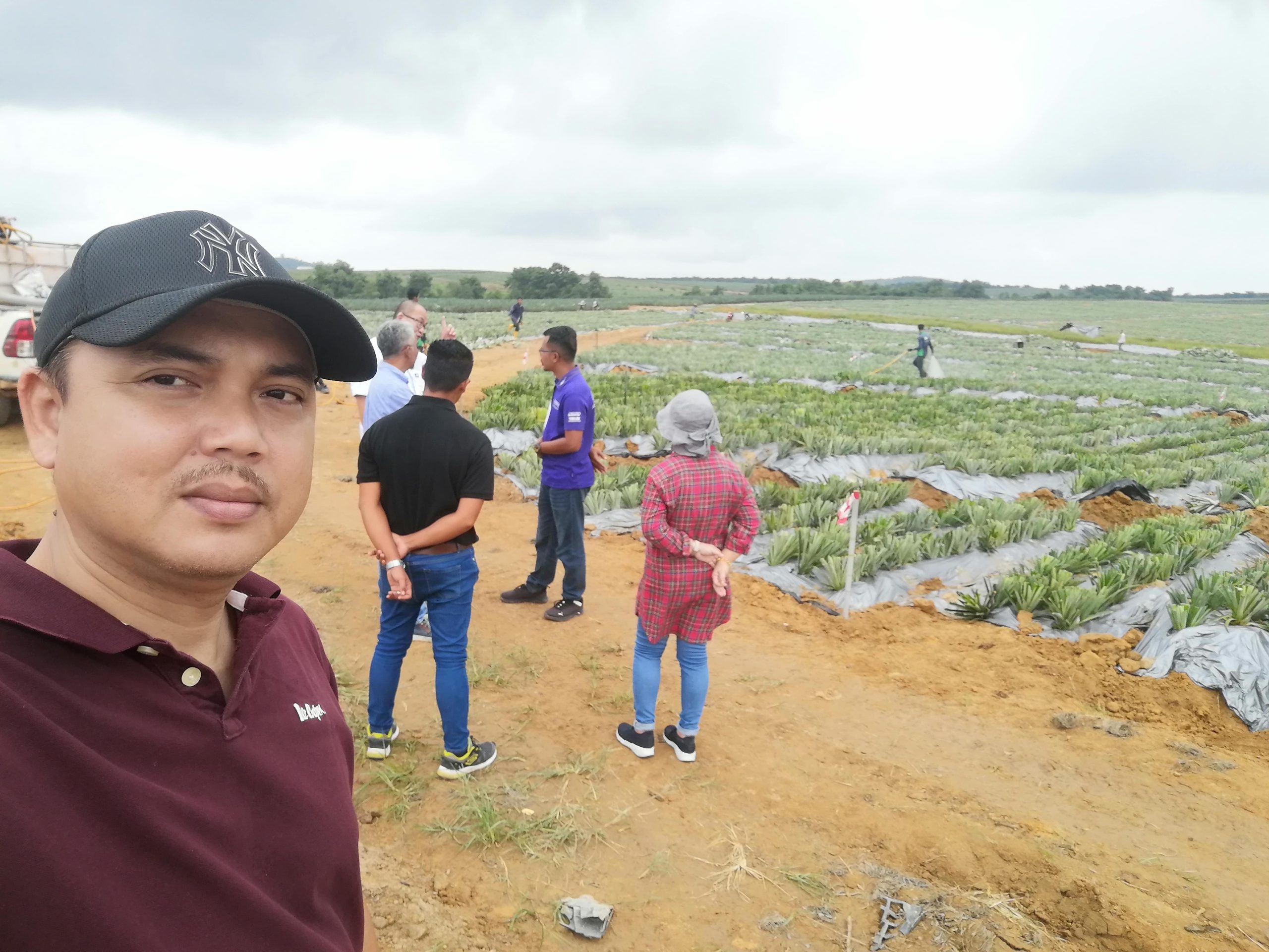 Ladang Nenas MD2, Muadzam Shah, Rompin, Pahang Darul Makmur