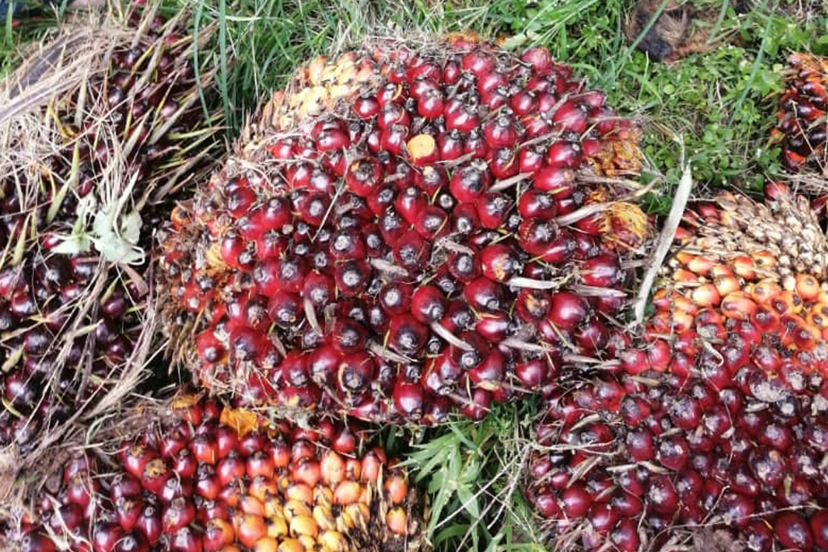 Pekebun Kecil Kelapa Sawit, Tawau, Sabah – EMJ BIOTECH SDN BHD