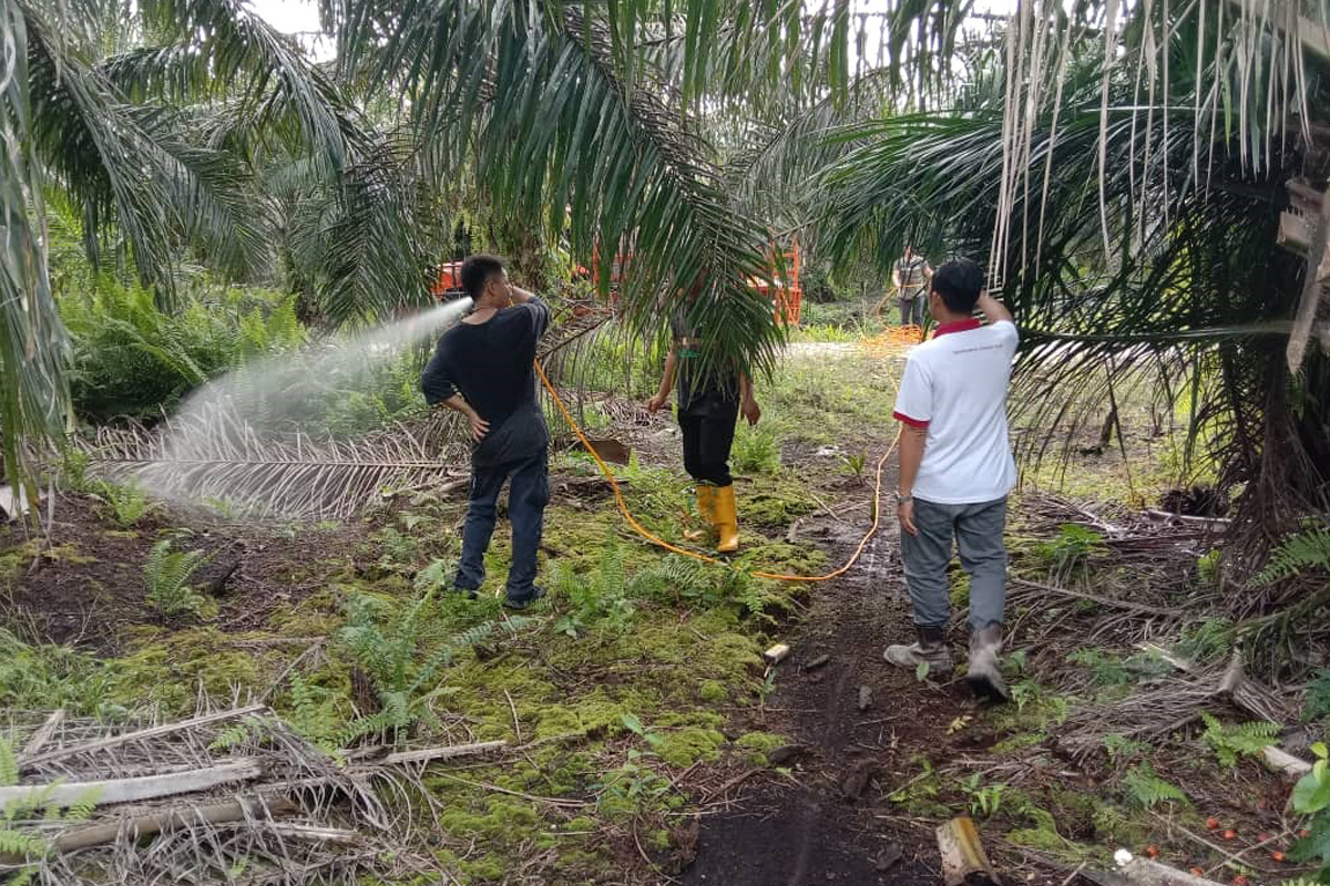 Ladang NAFAS Sg Karap, Miri, Sarawak