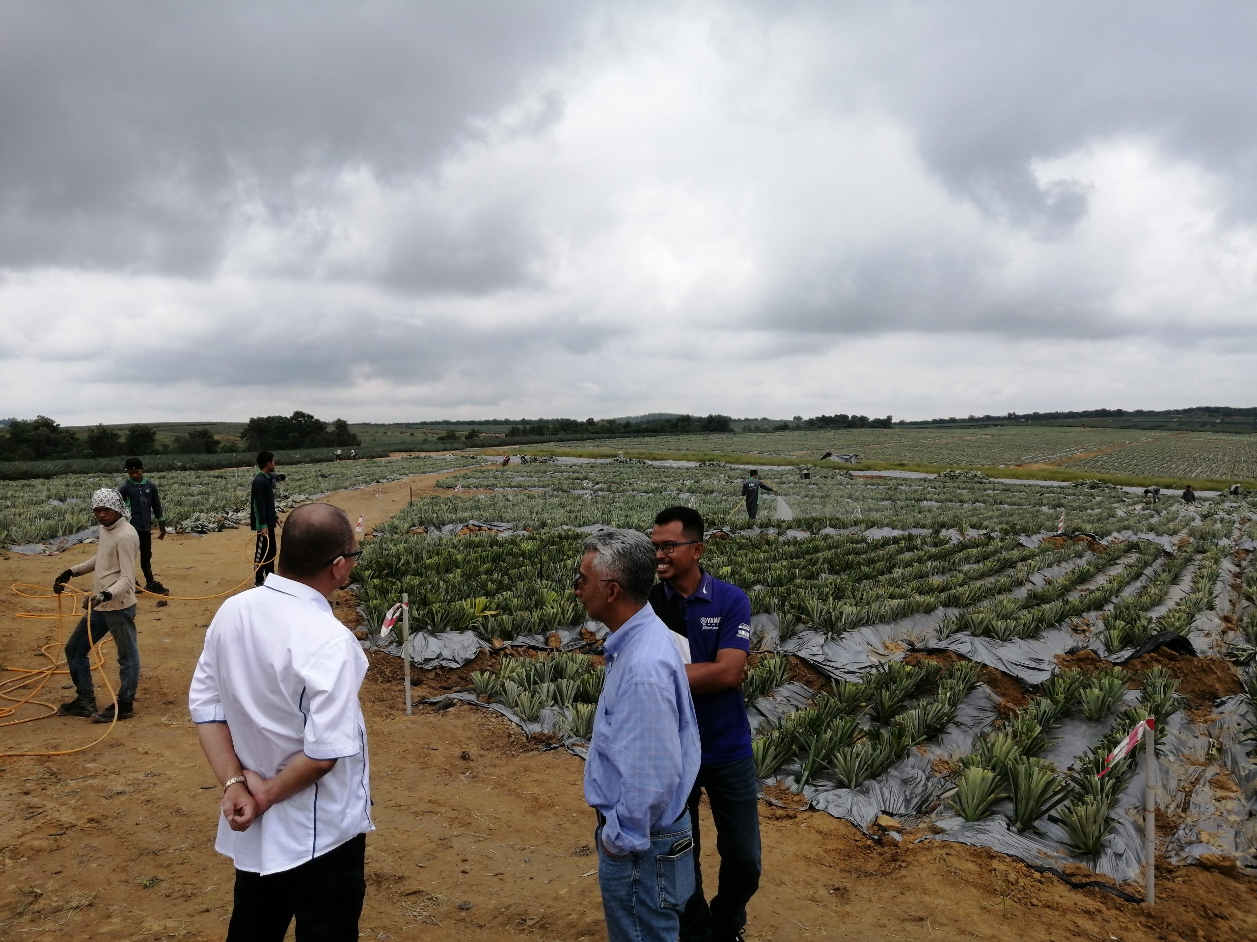 Ladang Nenas MD2, Muadzam Shah, Rompin, Pahang Darul Makmur