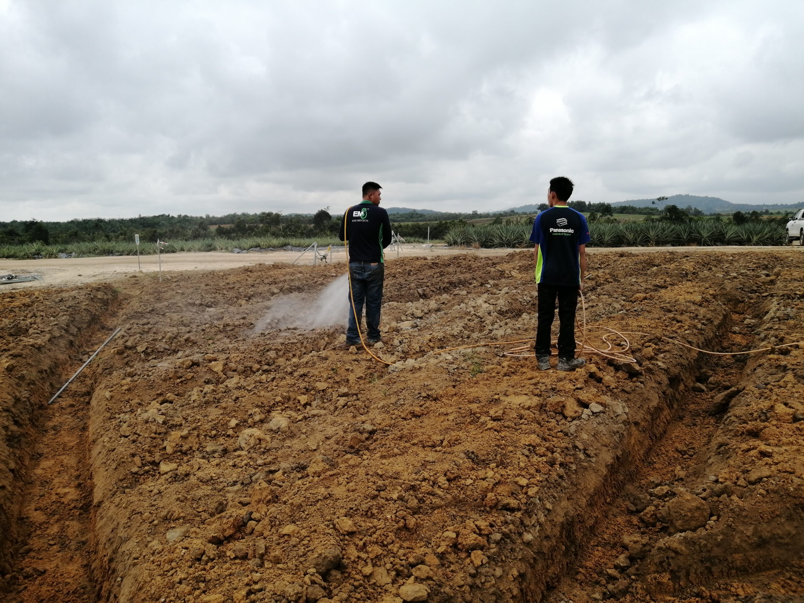 Ladang Nenas MD2, Muadzam Shah, Rompin, Pahang Darul Makmur