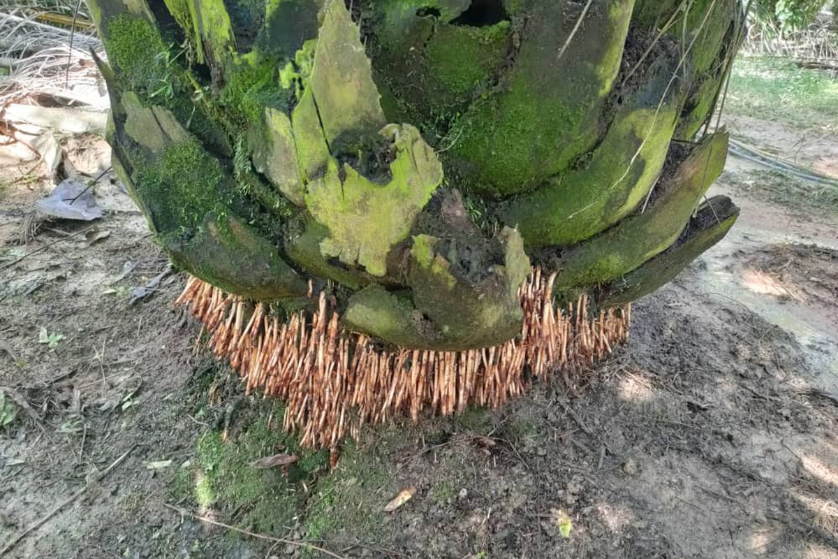 Ladang PASFA, Muadzam Shah, Pahang Darul Makmur